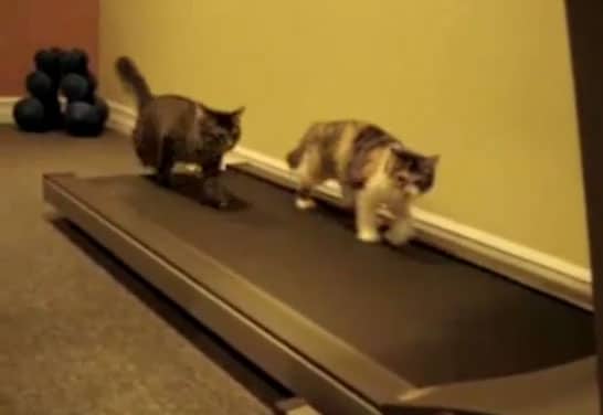 Cats on treadmill