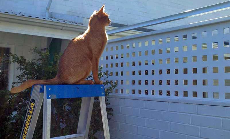 cat on ladder looking over fence