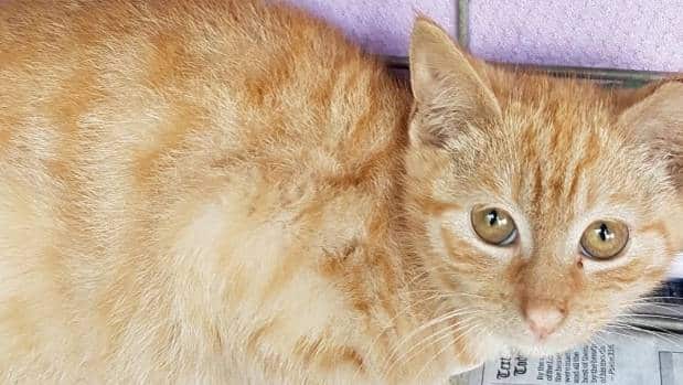Ginge the kitten had his leg chopped off while roaming Parnell.
