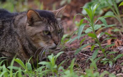 How dangerous is it for a cat to roam?