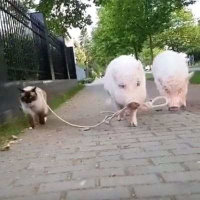 Cat and pigs on a leash