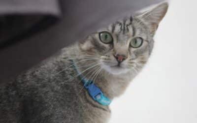 Roaming cat found 30km from home after five months