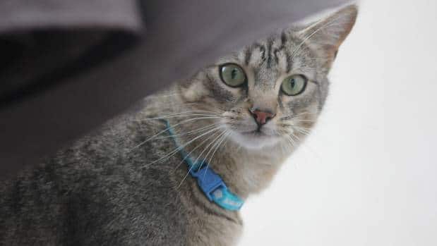 Roaming cat found 30km from home after five months