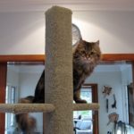 Cici tries out a Super Scratcher Deluxe Climbing Post