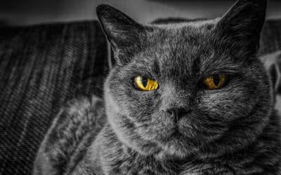 Quality of life for your cat – part 1