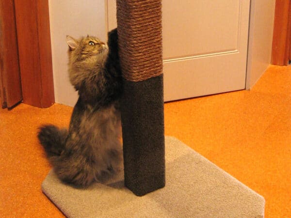 Felix gets ready to climb the first of our 1.5m Compact Scratcher posts.