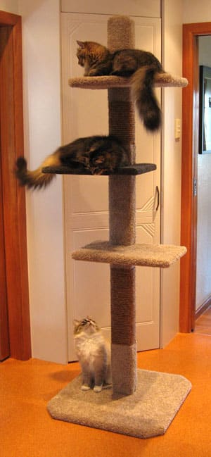 cat toys climbing posts