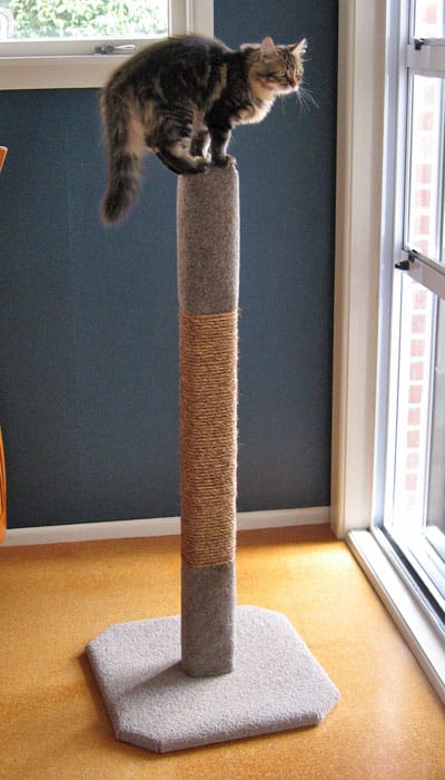 Cat climbing clearance post