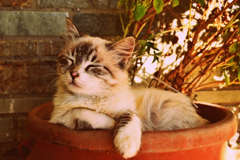 cat in a pot