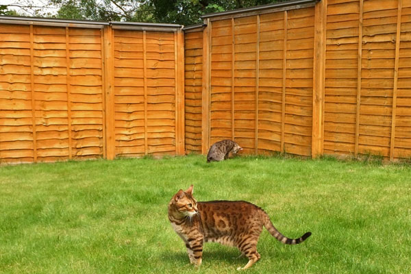 What is the Oscillot Cat-Proof Fence System? | CATFENCE.NZ