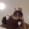 Maine Coon cat Natcho on a Mega-1 cat climbing post