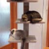 Mega-3 cat climbing post