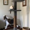 SUPER-2 Cat Climbing Post