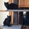 SUPER-2 Cat Climbing Post