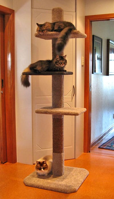 SUPER-3 cat climbing post SUPER-3 cat climbing post