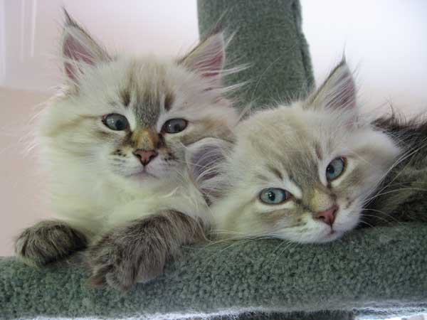 Kittens on climbing post Kittens on climbing post