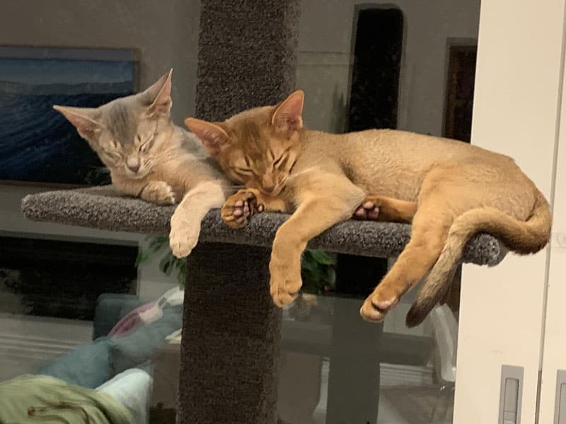 Abyssinian kittens on Super-2 climbing post