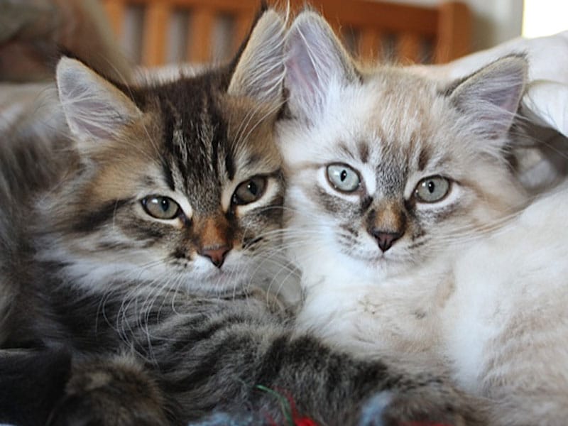 Siberian kittens