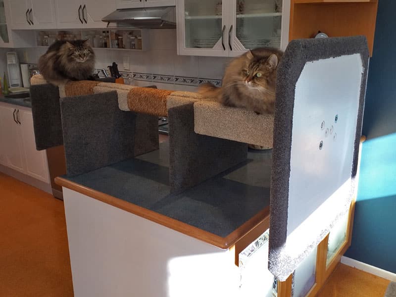 Hoku and Felix with Maxi-3 cat climbing post