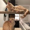 Cats on Mega-3 cat climbing post
