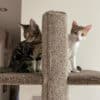 Mega 1 cat climbing post from catfence.nz