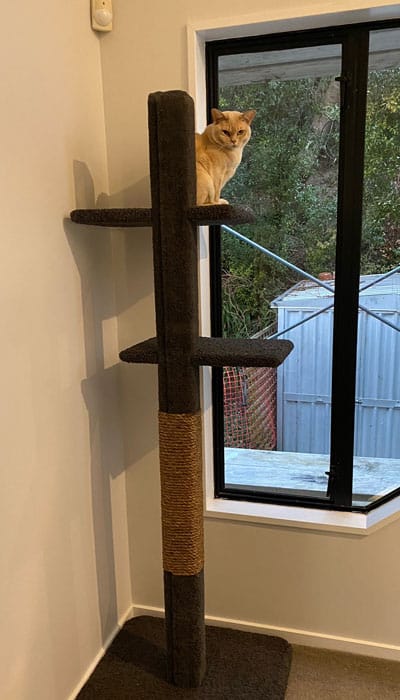Bailey on a Super-2 cat climbing post