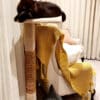 Exotic Persian cat Darling on a Big & Strong Combi cat climbing post