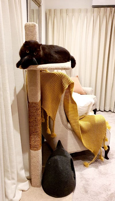 Exotic Persian cat Darling on a Big & Strong Combi cat climbing post