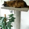 Hades on a Combi cat climbing post