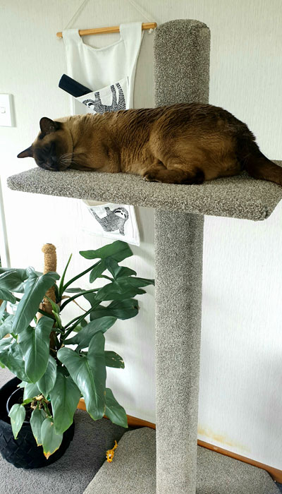 Hades on a Combi cat climbing post