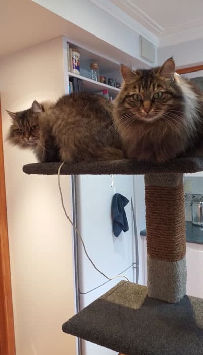 2 cats on Maxi-3 cat post