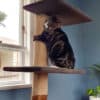 Cat on a Mega-2 cat climbing post