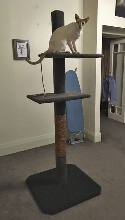 Cat on a Mega-2 cat climbing post