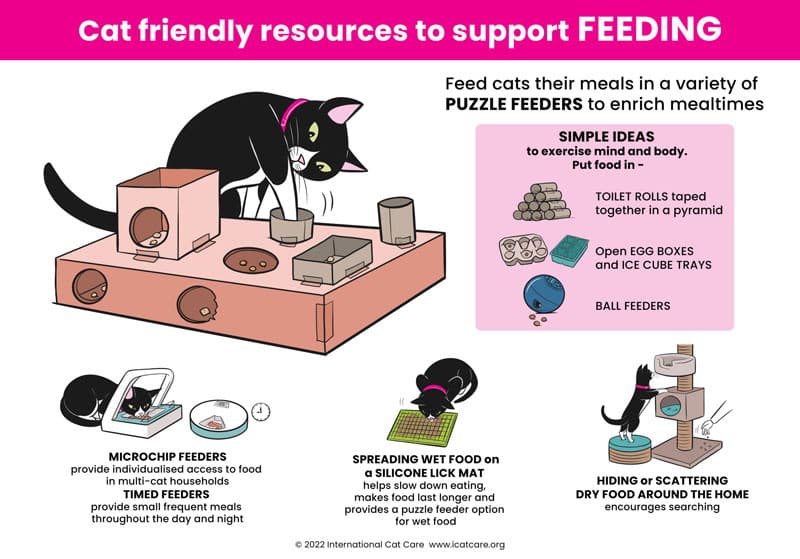 cat feeding infographic