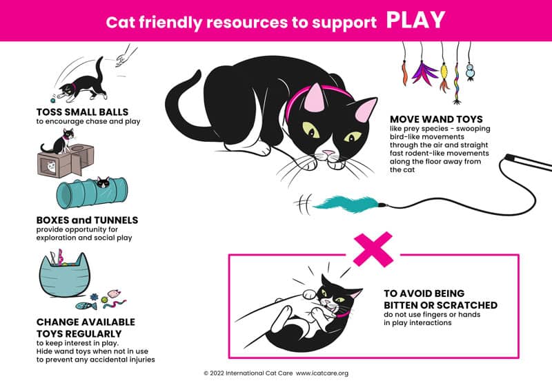 International Cat Day: Tips on cat play