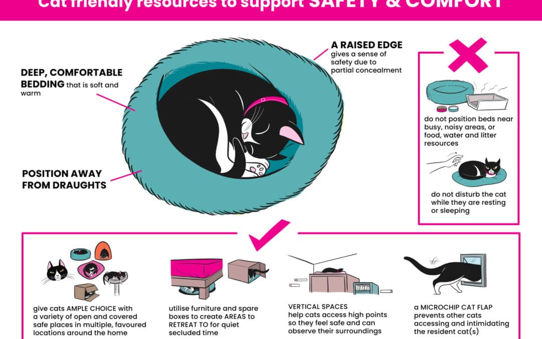 Cat safety and comfort infographic