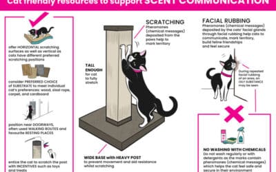 International Cat Day: Tips on cat scent communication