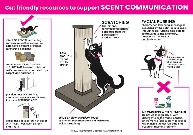 Cat scent communication infographic