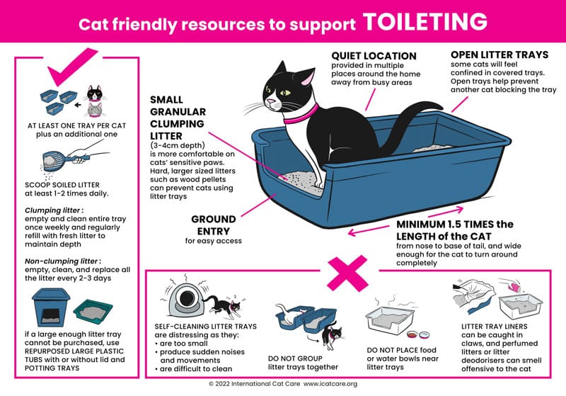 Cat toileting infographic