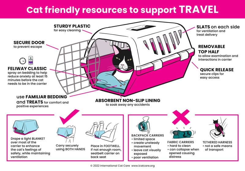 cat travel infographic