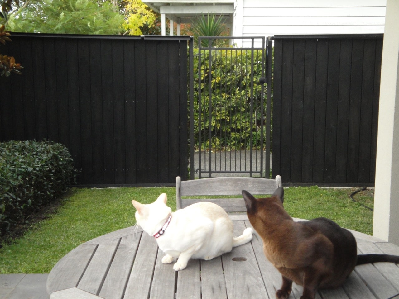 Oscillot cat fence system on face of timber fence