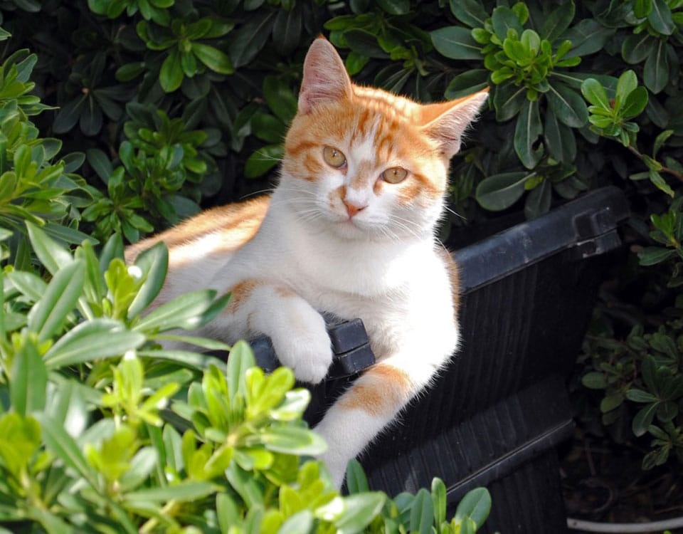 cat in garden