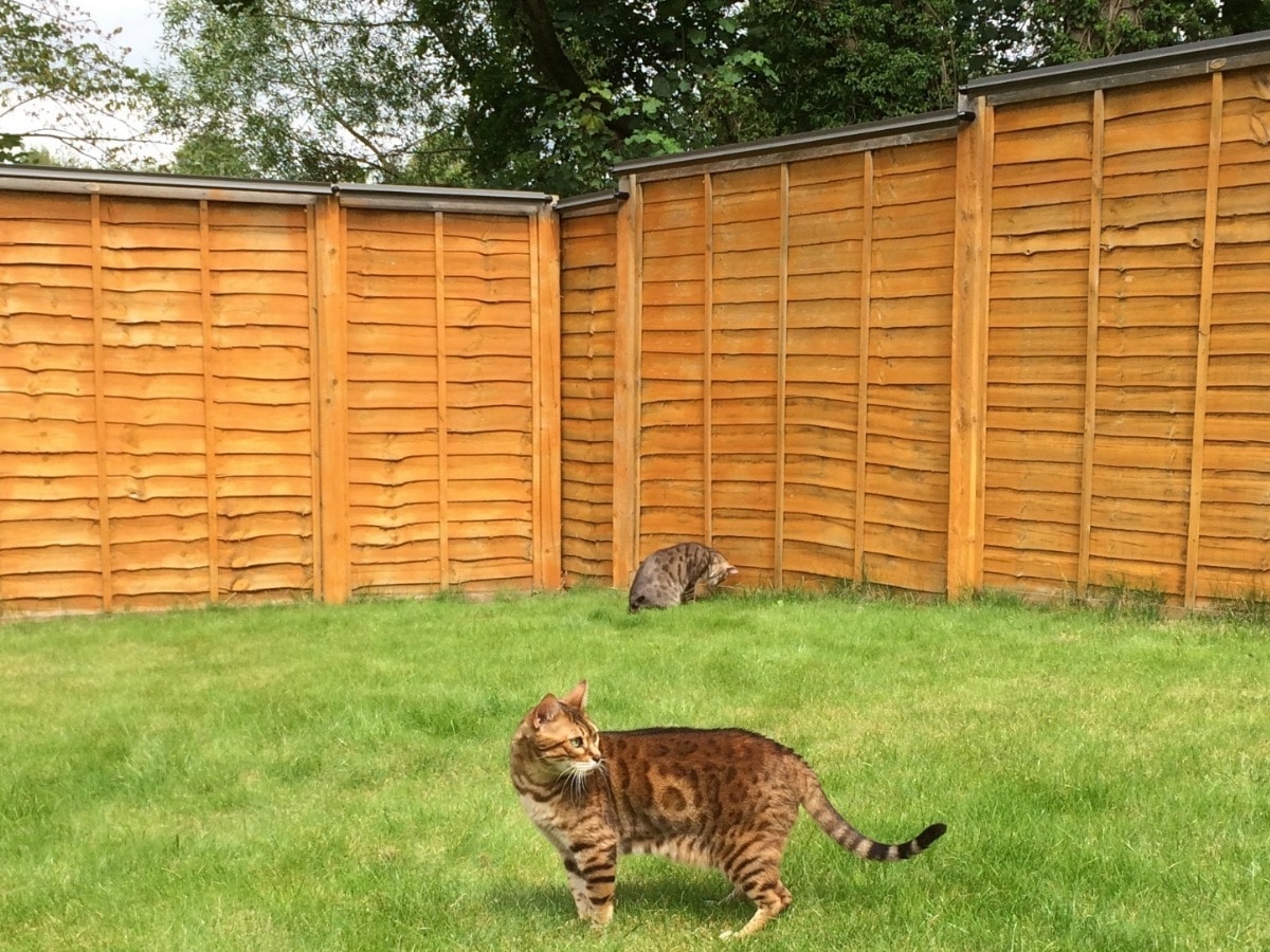 Cat fencing for clearance yard