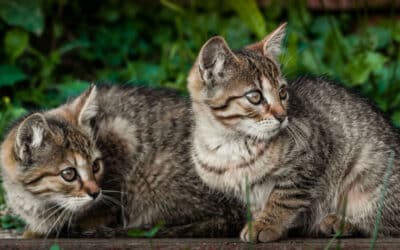 MPs call for cat registration and desexing