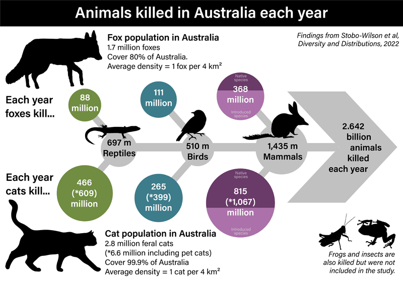 Cat predation in Australia infographic