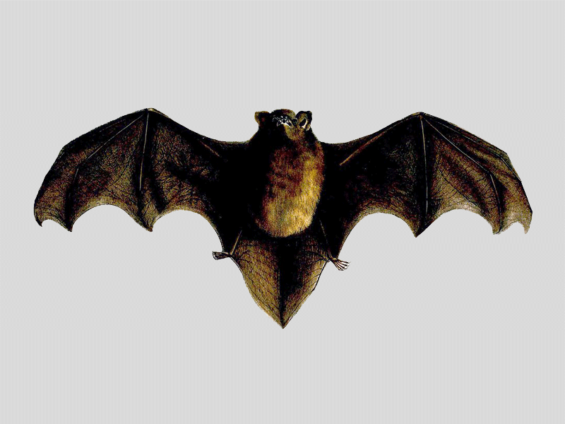 New Zealand Long-Tailed Bat