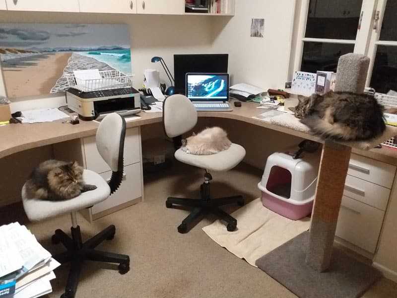 3 cats after taking over the office at CATFENCE