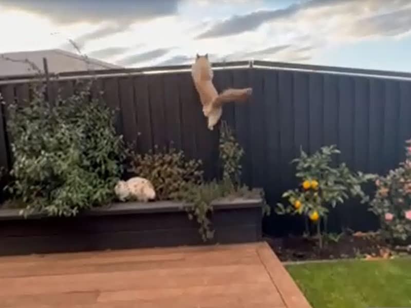 Video: Oscillot cat proof fence system in action