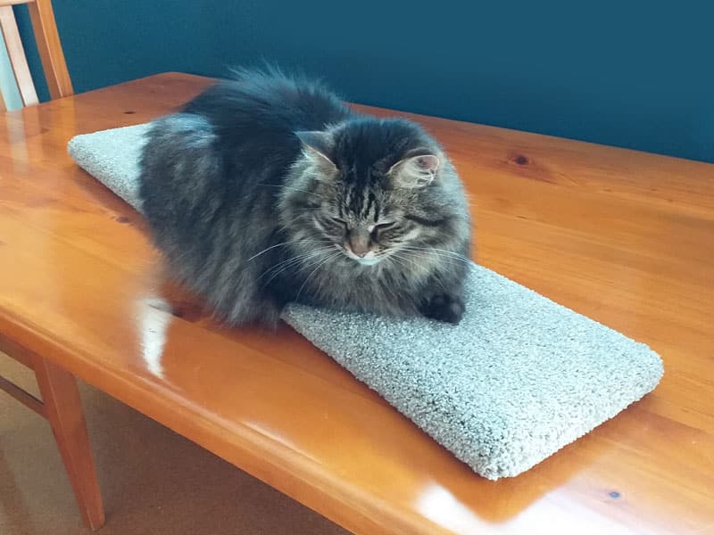 Cat on 92cm scratch pad