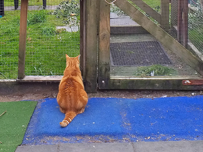 cat looking out door of enclosure